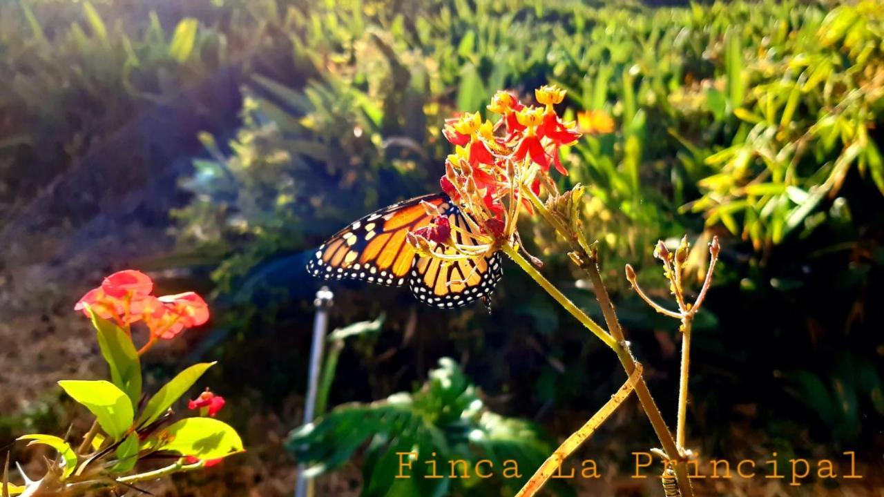 Finca La Principal Brena Alta Luaran gambar