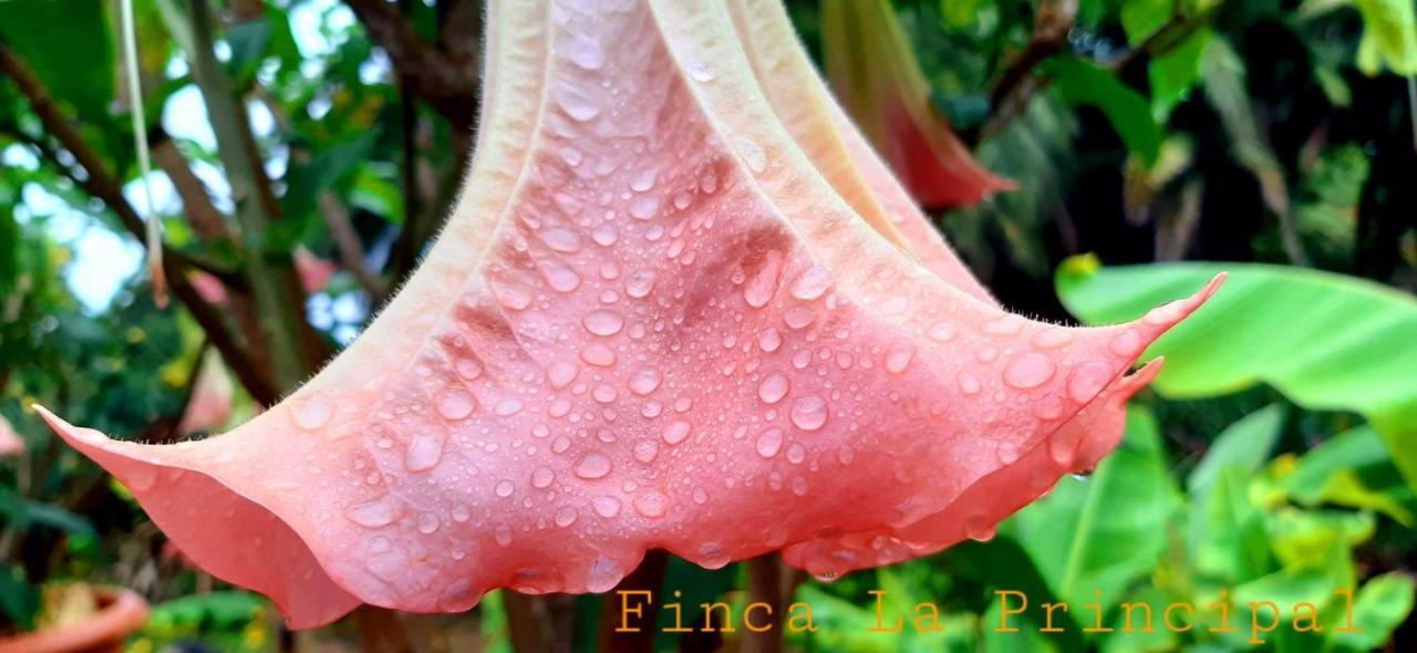 Finca La Principal Brena Alta Luaran gambar