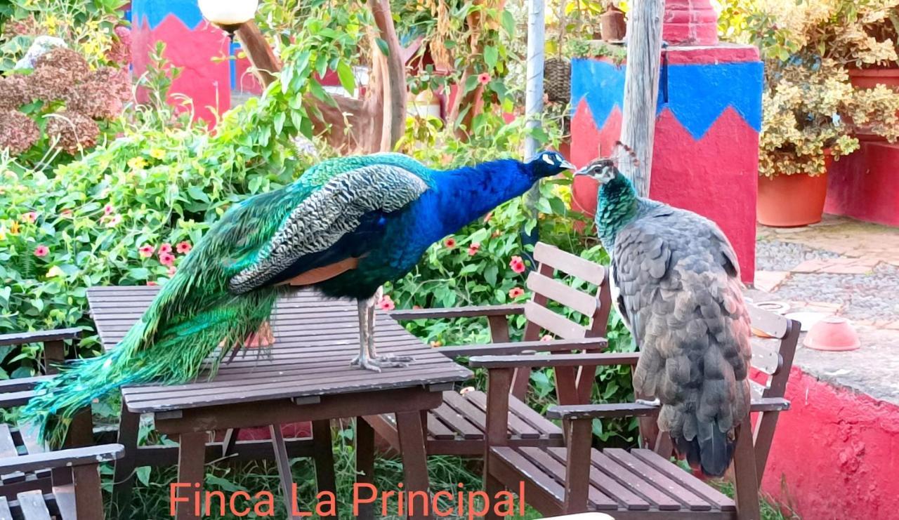 Finca La Principal Brena Alta Luaran gambar