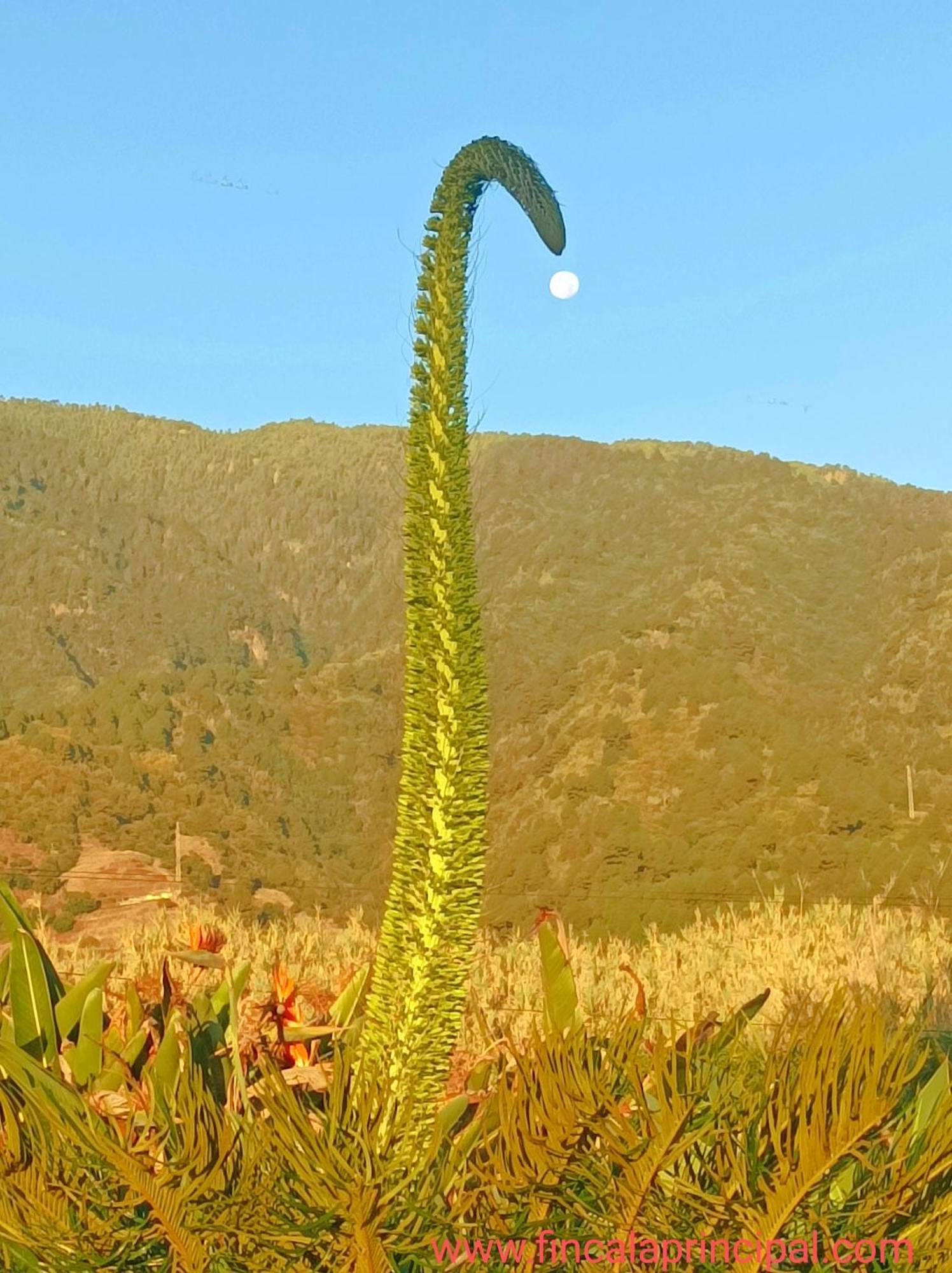 Finca La Principal Brena Alta Luaran gambar