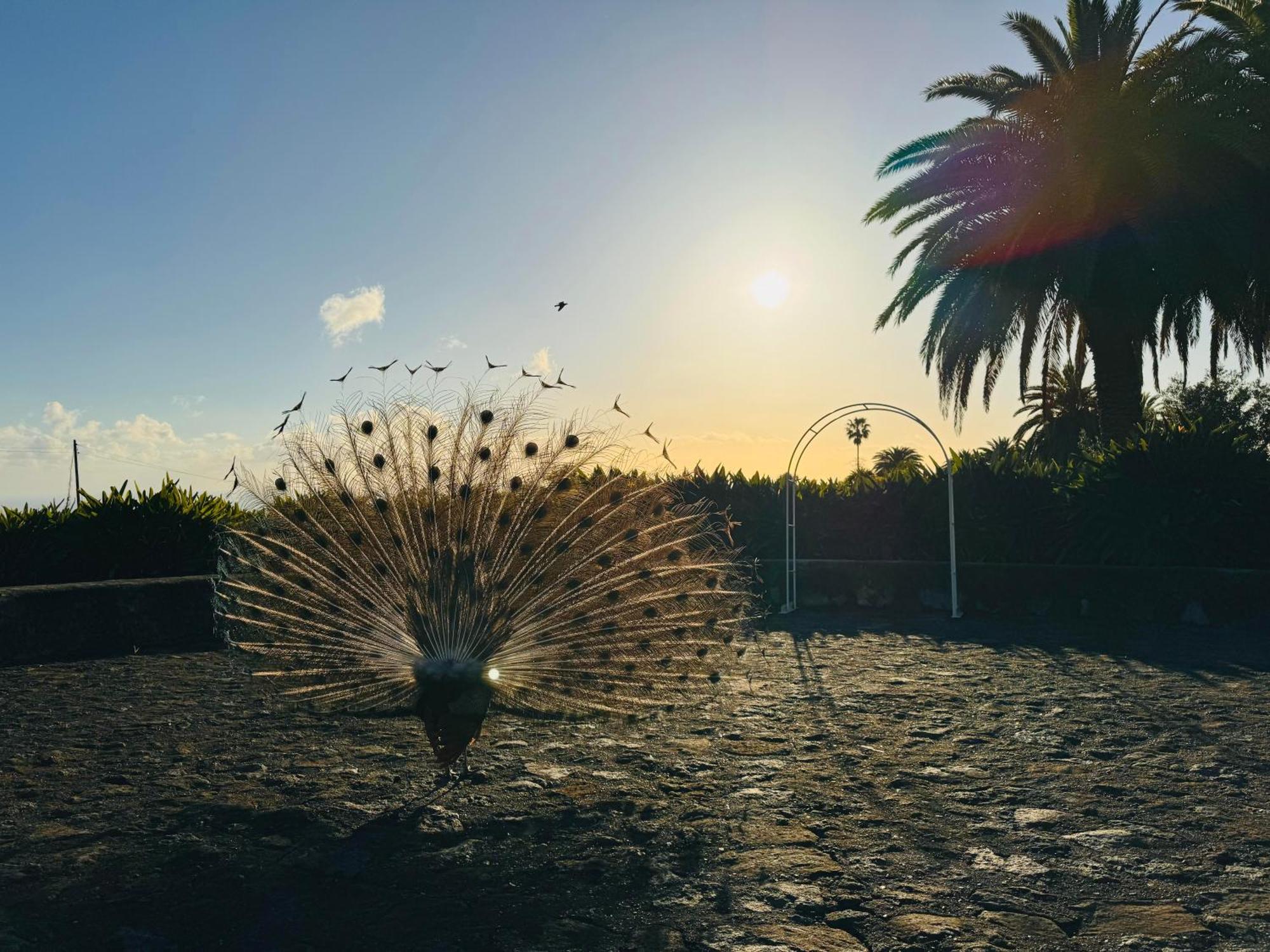 Finca La Principal Brena Alta Luaran gambar