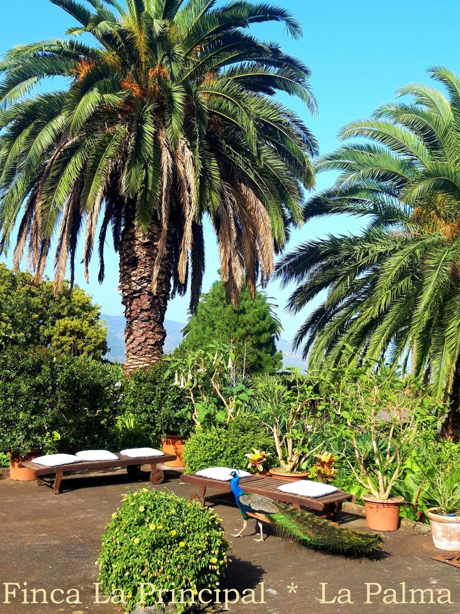 Finca La Principal Brena Alta Luaran gambar